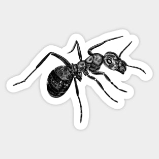 Ant Sticker